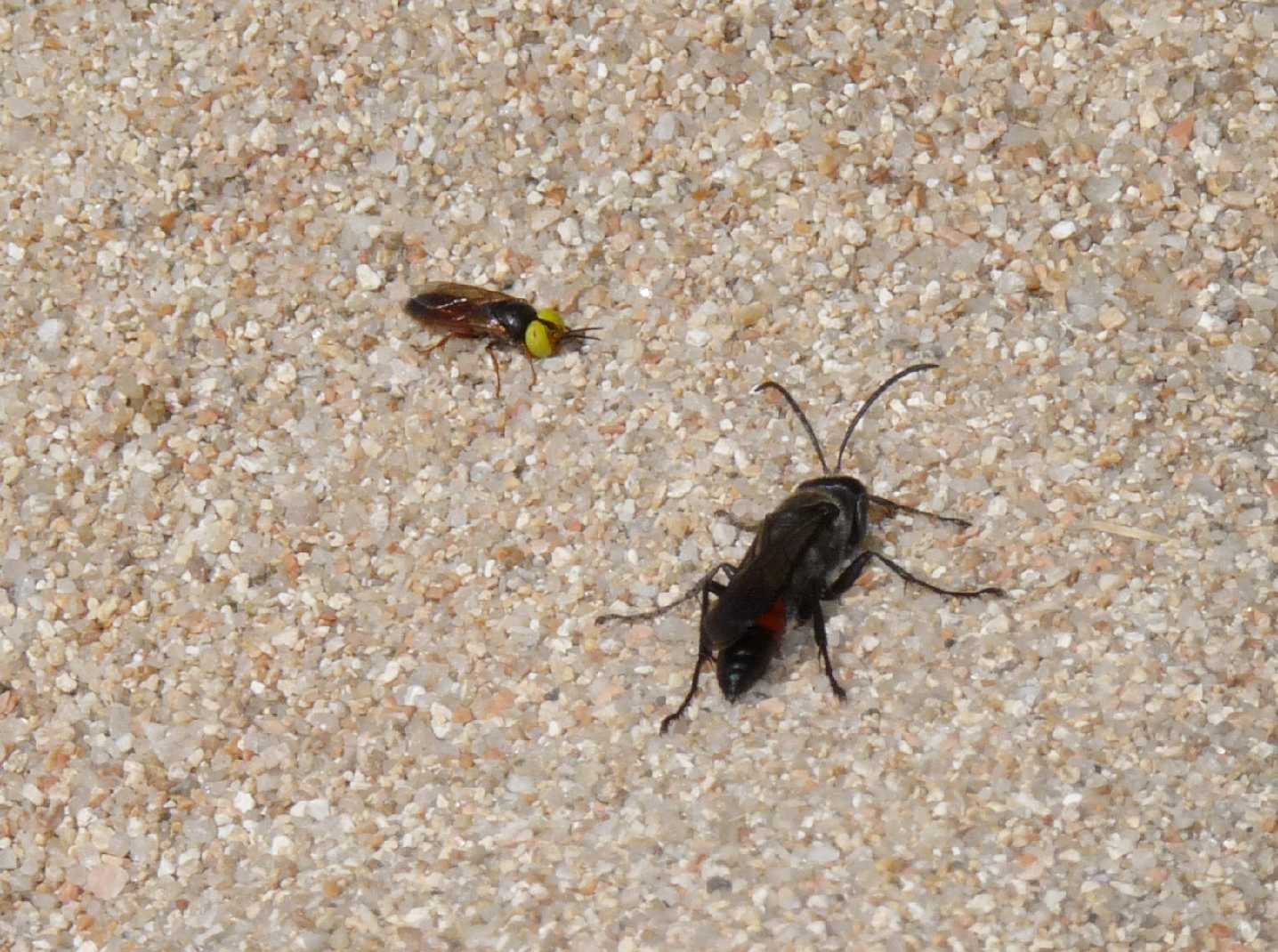 Occhioni di zolfo: Tachysphex incertus rufiventralis